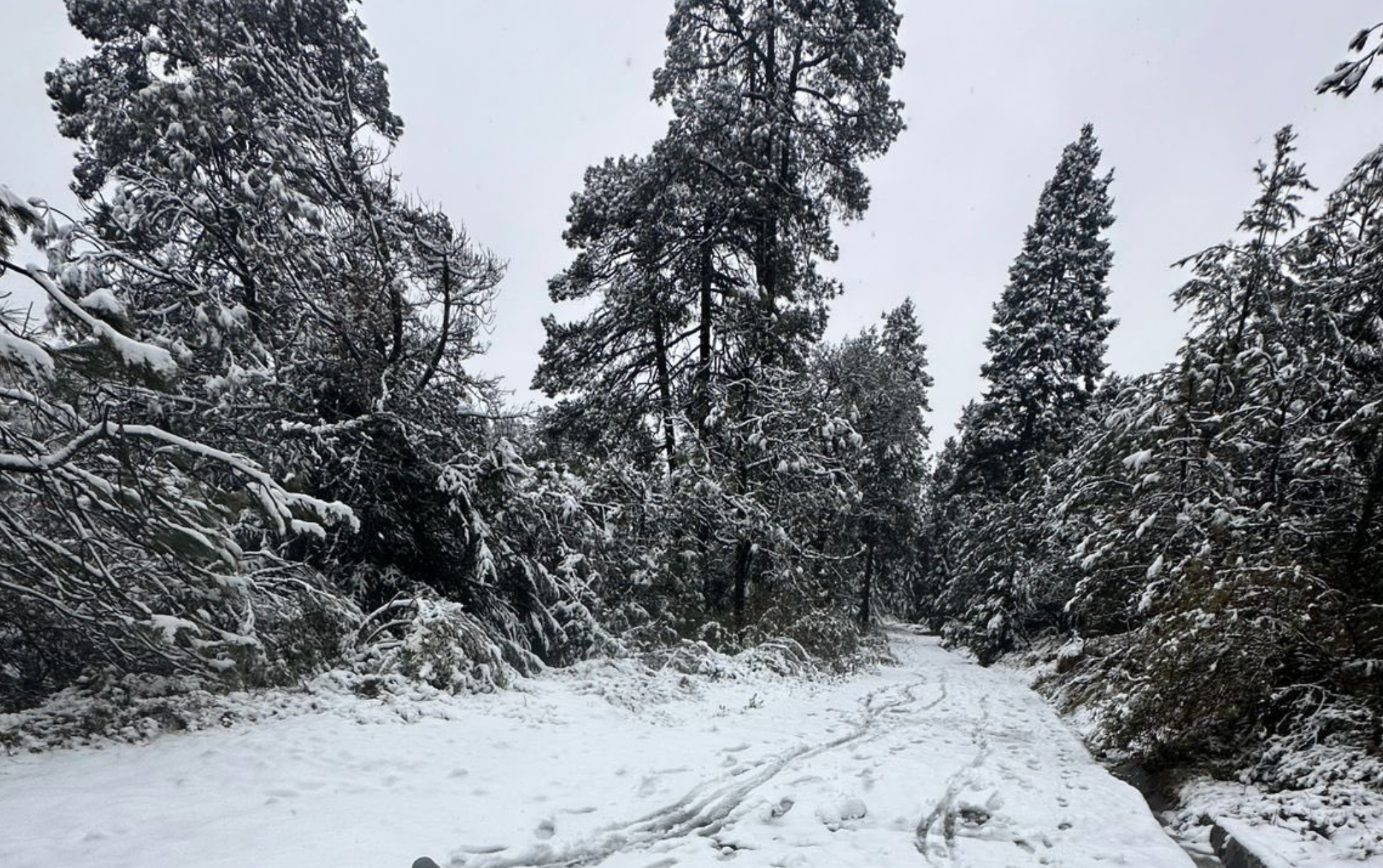 Nieve cae en estas alcaldías de la CDMX: habitantes sorprendidos